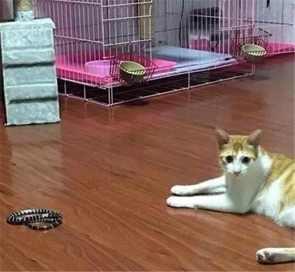 剧毒的银环蛇闯入家中 被猫咪及时发现