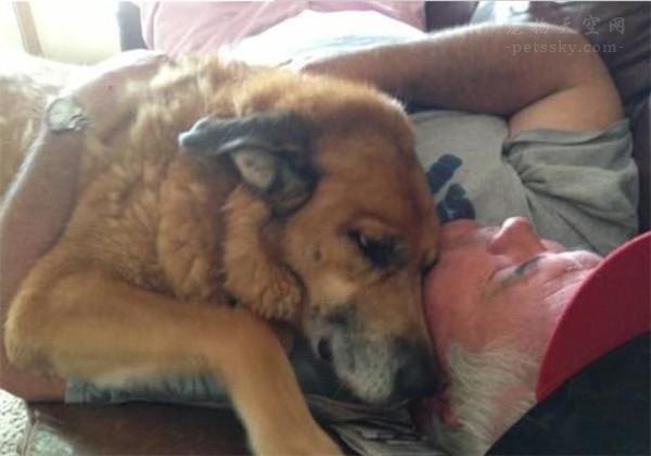 相伴15年的爱犬因病离世，主人收拾它的遗物时瞬间泪崩