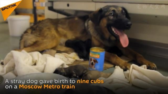 流浪狗妈妈在地铁车厢里生下9只小狗