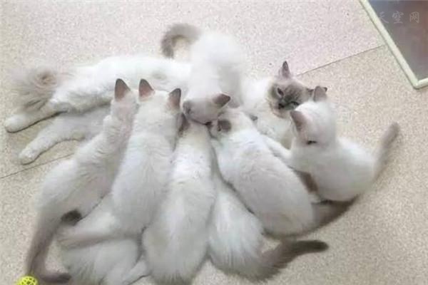 猫妈一口气怒生16只宝宝