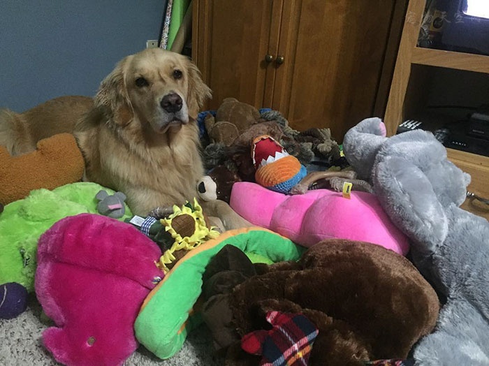 3岁的治疗犬Mojito太喜欢玩具了