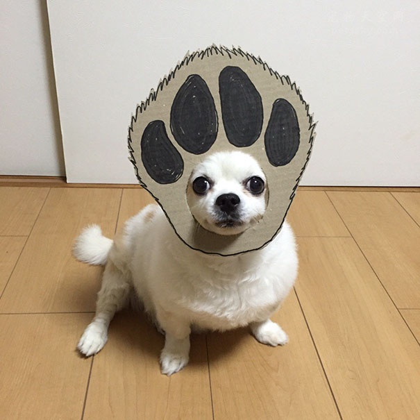 在家中无聊的时候怎么办 日本女人教你用狗狗玩Cosplay
