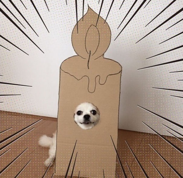 在家中无聊的时候怎么办 日本女人教你用狗狗玩Cosplay