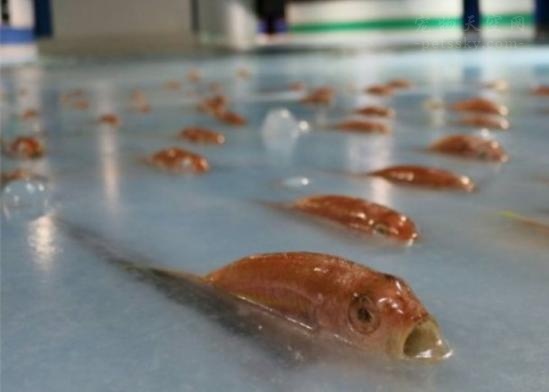 日本乐园搞5000鱼尸溜冰场