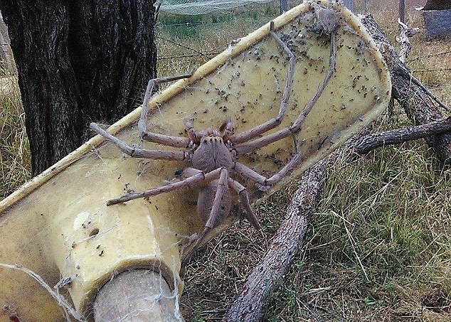 澳洲一家农场内惊现巨型蜘蛛