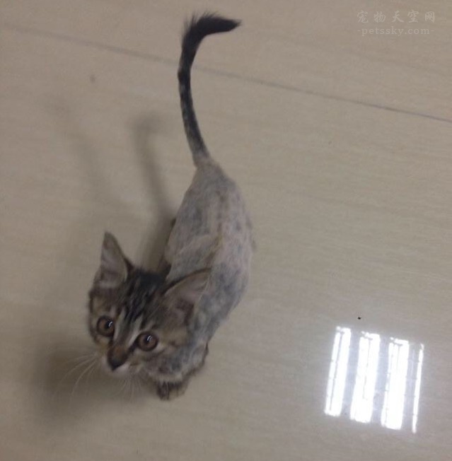 网友投稿分享自己的养宠经历 纪念一只叫“阿呜”的猫咪