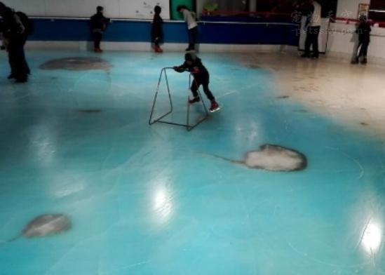 日本乐园搞5000鱼尸溜冰场