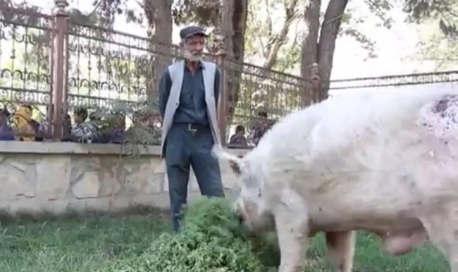 它是阿富汗全国唯一的一头猪 还是中国以前送的