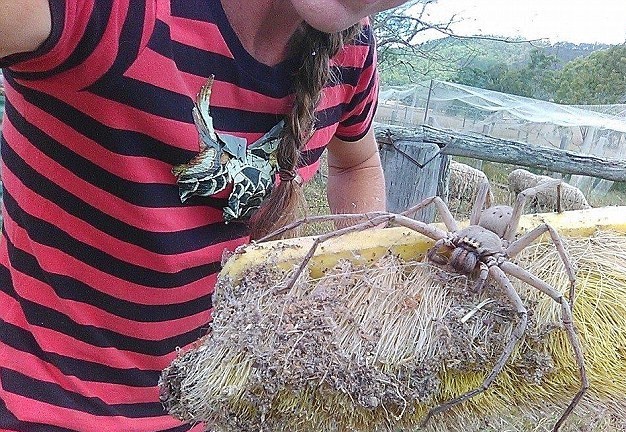 澳洲一家农场内惊现巨型蜘蛛
