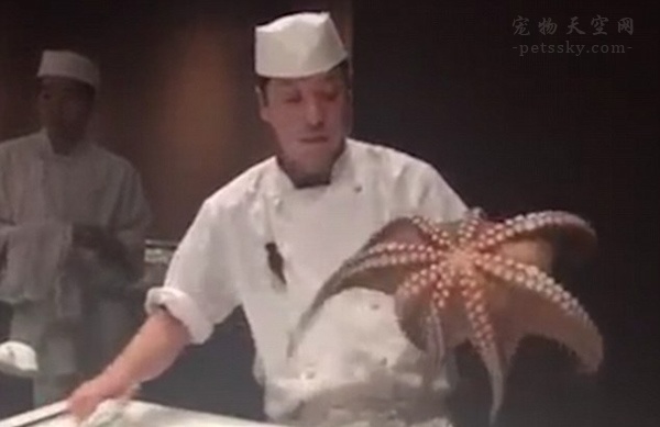 韩国厨师表演活切章鱼的视频