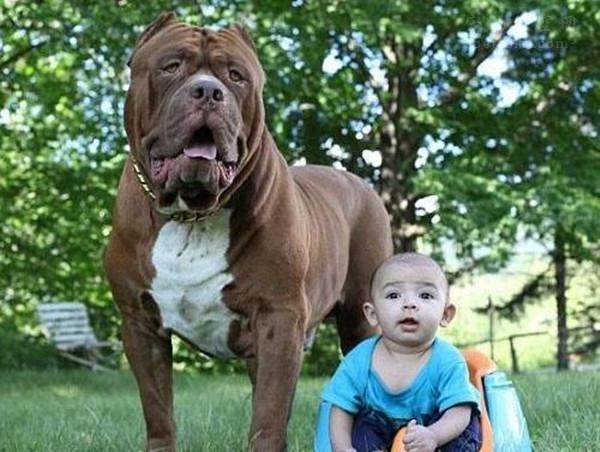 让150斤的狗陪伴半岁儿子成长