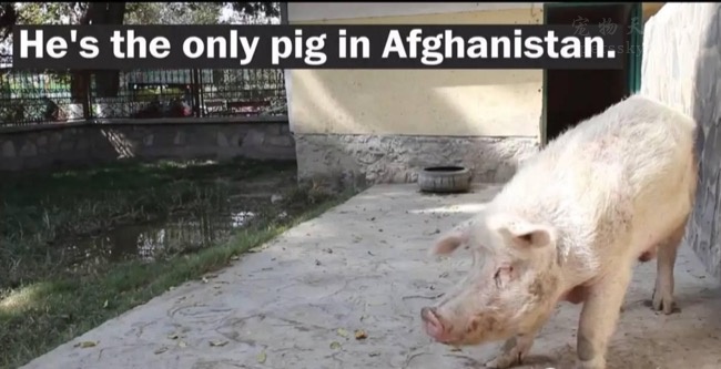 它是阿富汗全国唯一的一头猪 还是中国以前送的