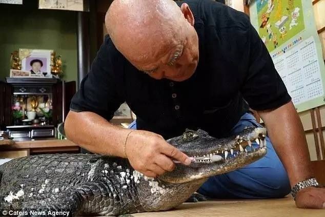 日本男子饲养鳄鱼当宠物 愉快地相处了34年之久