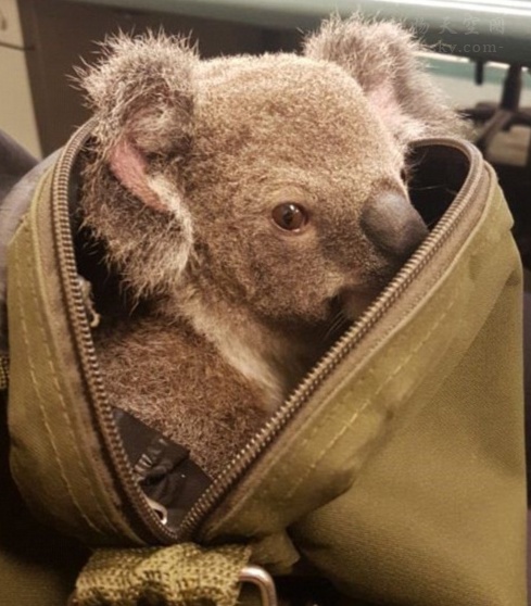 背包客在澳大利亚“偷运”一只小考拉