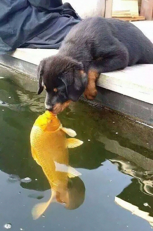 狗狗在水池边亲吻锦鲤鱼