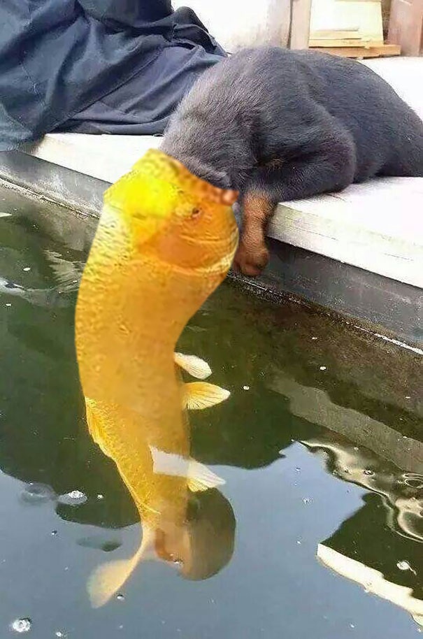 小狗在水池边亲吻锦鲤鱼的照片 引起网友之间的PS比赛