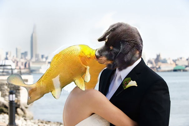 小狗在水池边亲吻锦鲤鱼的照片 引起网友之间的PS比赛