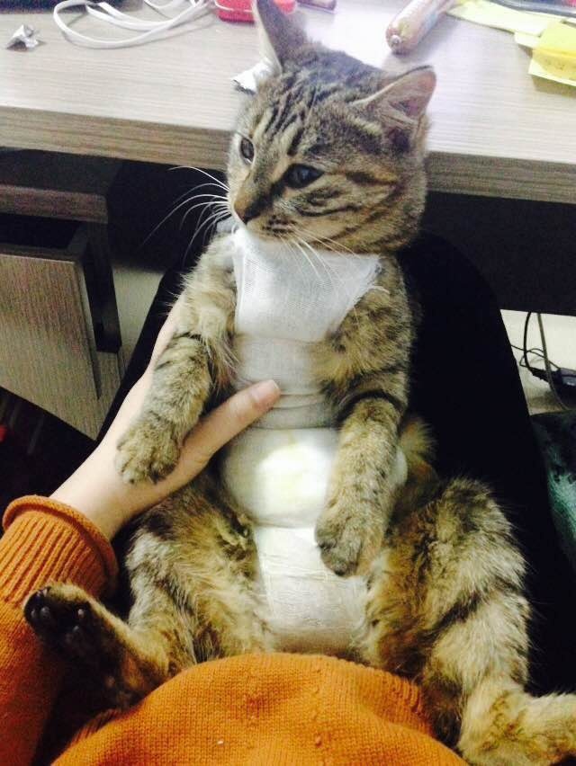 网友投稿分享自己的养宠经历 纪念一只叫“阿呜”的猫咪