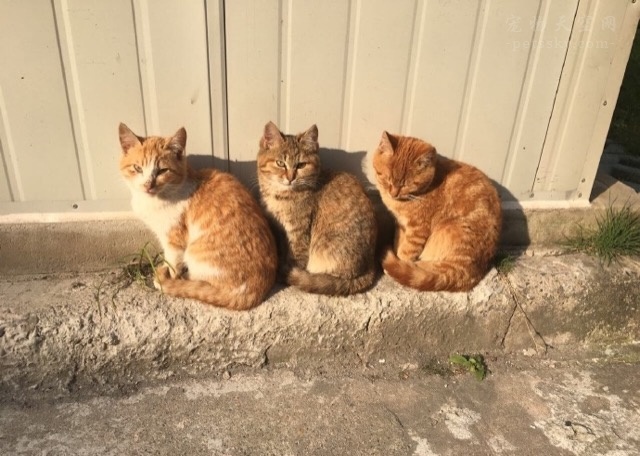 2、当时，三只猫咪正在排队晒太阳