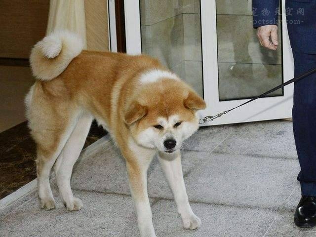 日本向俄罗斯总统普京赠送的秋田犬“梦”