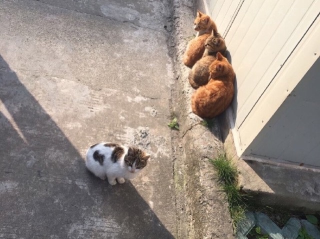 4、第四只猫咪，路过，发现了它们