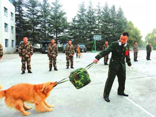 1、武警老兵退伍时被驯养的警犬拽着包不让走