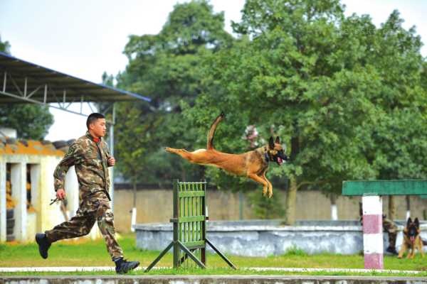 警犬杜雷特进行障碍训练