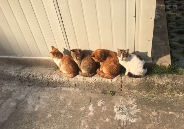 女生宿舍楼下的三只猫排队晒太阳 第四只猫咪的反应引发关注
