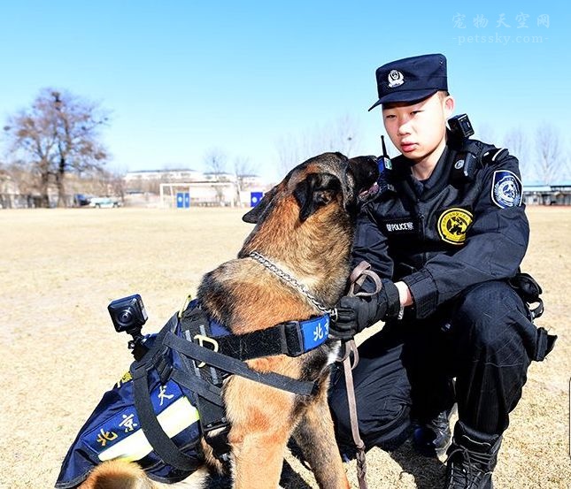 戴上VR设备的北京警犬，傅祖兴摄