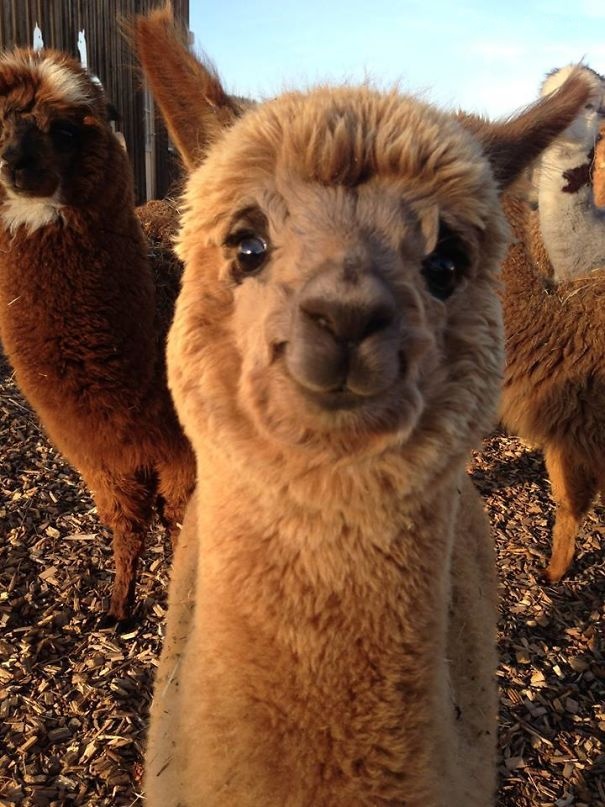 羊驼（Alpaca）可爱而蠢萌的24张照片