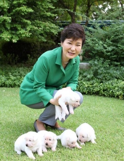 朴槿惠离开总统府时丢弃9只珍岛犬 又被动物保护组织举报