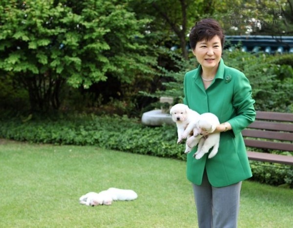 朴槿惠离开总统府时丢弃9只珍岛犬 又被动物保护组织举报