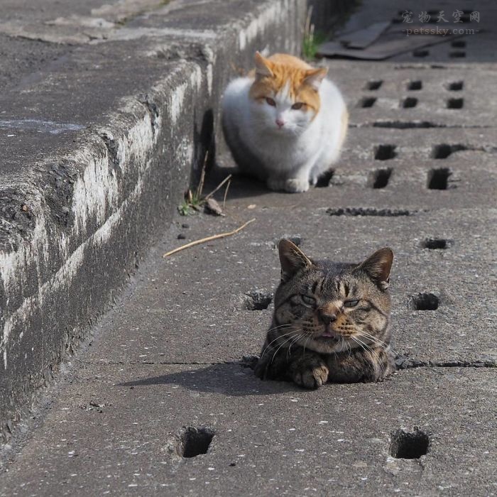 没有玩具也可以活得很开心的流浪猫 因为它们有街头的排水口