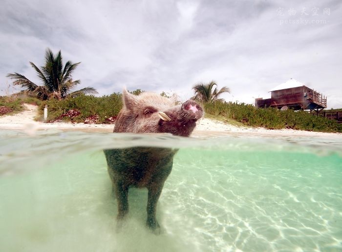 巴哈马的“游泳小猪”不幸溺亡 因游客喂食酒精食物