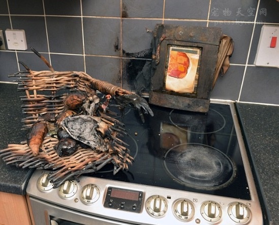 英国一只狗狗趁主人不在家 在厨房里制造了一起火灾