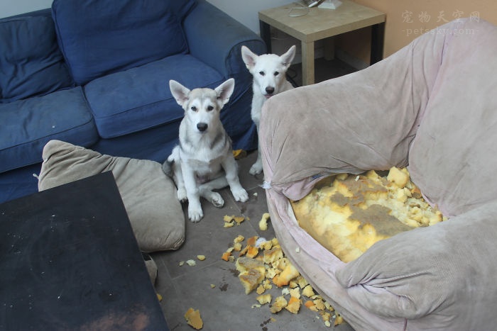 8、破坏沙发，是狗狗们的最爱