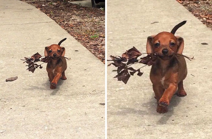 11、狗狗找到了自己喜欢的树枝，步伐里透露出幸福