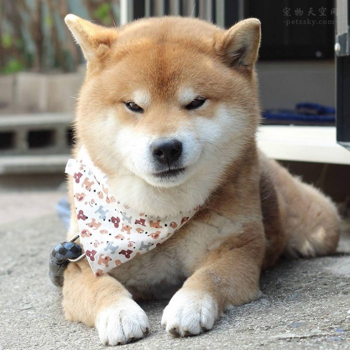 日本的柴犬明星ryuji 靠着搞笑而可爱的表情成为网红