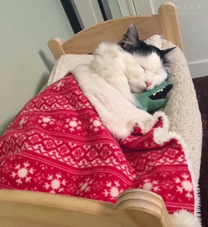 猫咪Sophie睡在玩具小床上的照片（11张）