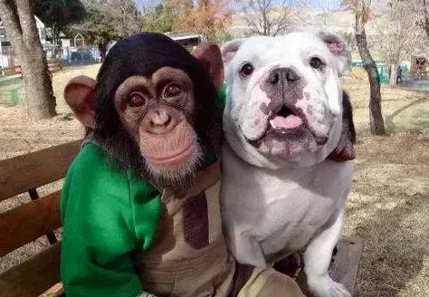 黑猩猩小庞和英国斗牛犬詹姆斯