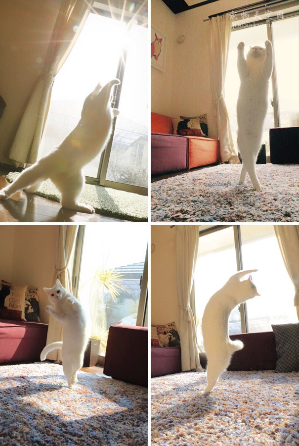 喜欢晒太阳的猫咪 懂得如何享受喵生（25张）