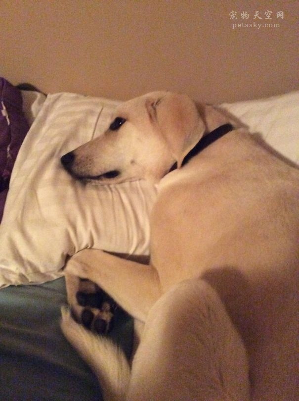 分享一些狗狗搞笑的睡姿照片（24张）