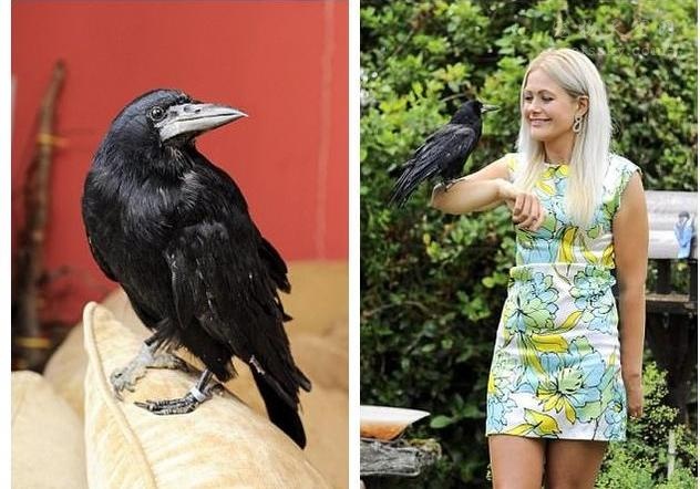 英国女孩养乌鸦当宠物的悲催经历