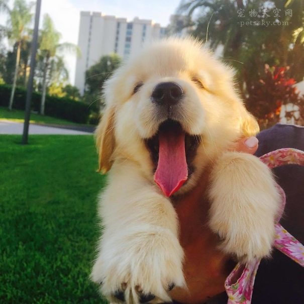 分享一些金毛幼犬的照片，让喜欢金毛的朋友们看个够