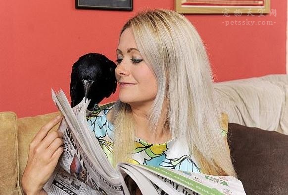 英国女孩养乌鸦当宠物的悲催经历