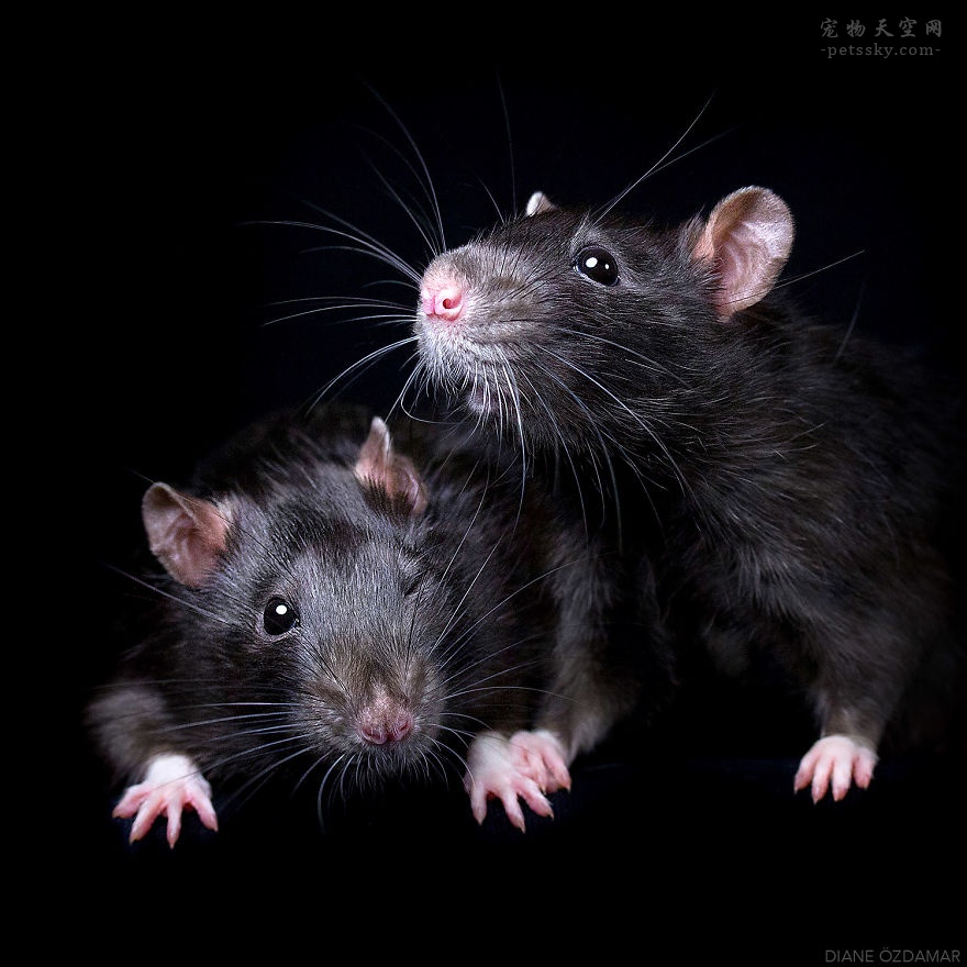给老鼠拍了一些美美的艺术照片(27张)