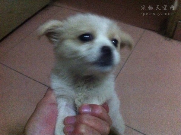 杭州大爷带中华田园犬办证被拒，“土狗”被禁止当宠物养？
