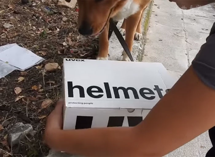 狗狗在山中发现了一个纸盒子，里面藏着一窝被遗弃的小猫