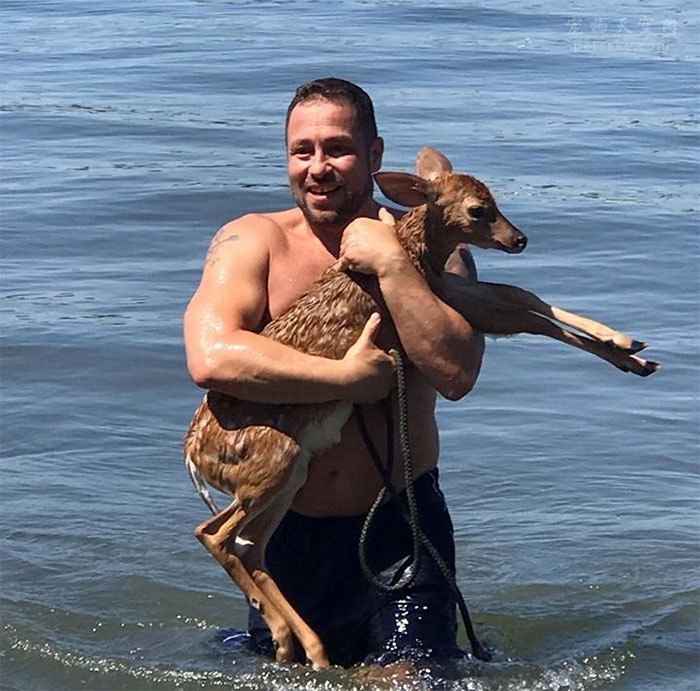 狗狗看到河里一偷正在溺水的小鹿，直接下水将它救上岸