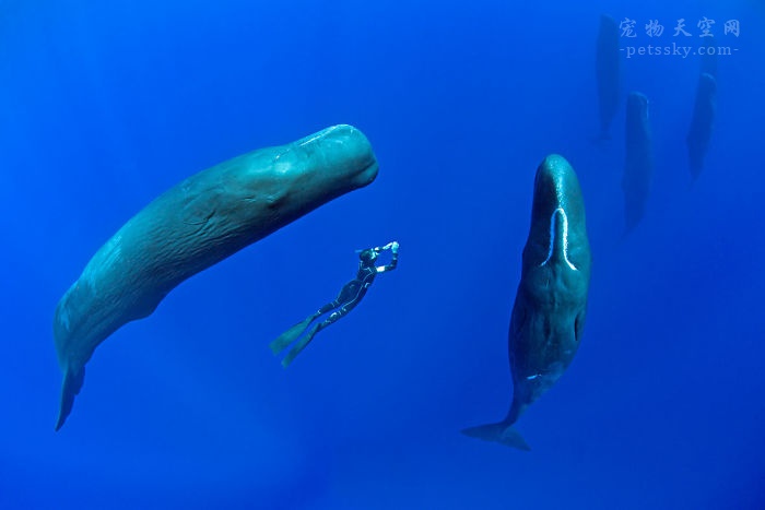 见过鲸鱼睡觉吗？分享一组非常罕见的抹香鲸睡觉照片